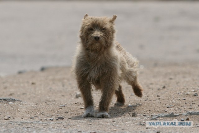 В Монголию на мотоциклах 2006