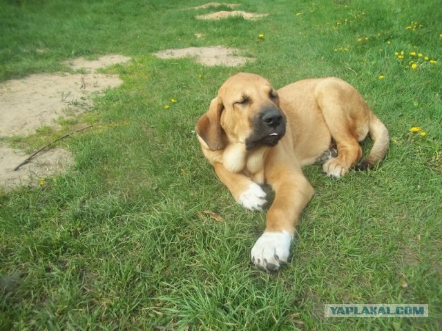 Жизнь домашнего приюта для котеек 445