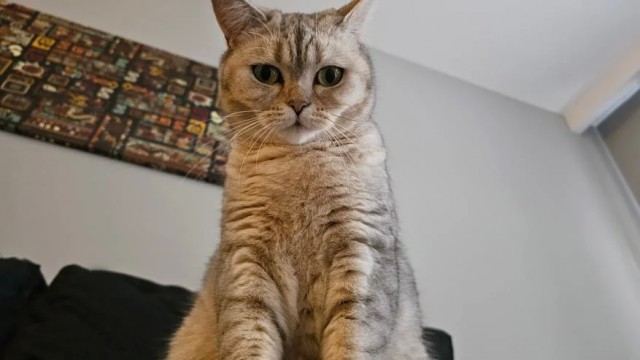 Через сколько времени кошка забывает хозяев и как долго она может их помнить