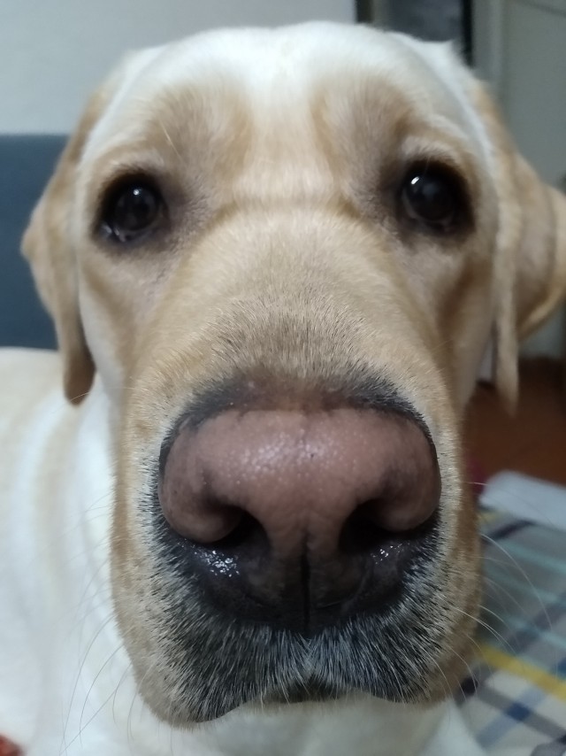 Девочка, которая не бросит