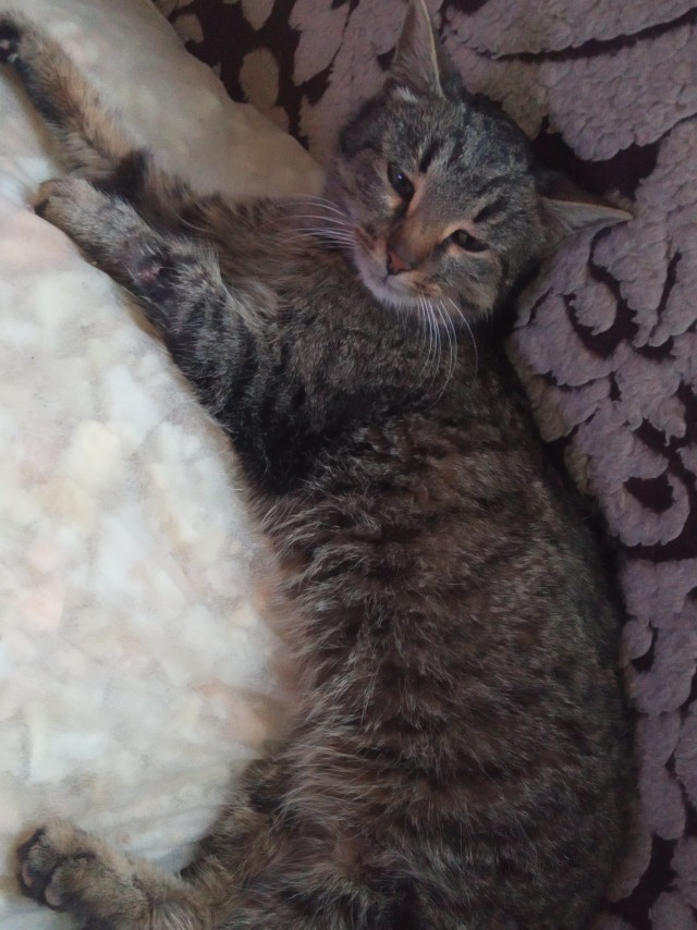 Веселая ферма. Кошка из капкана