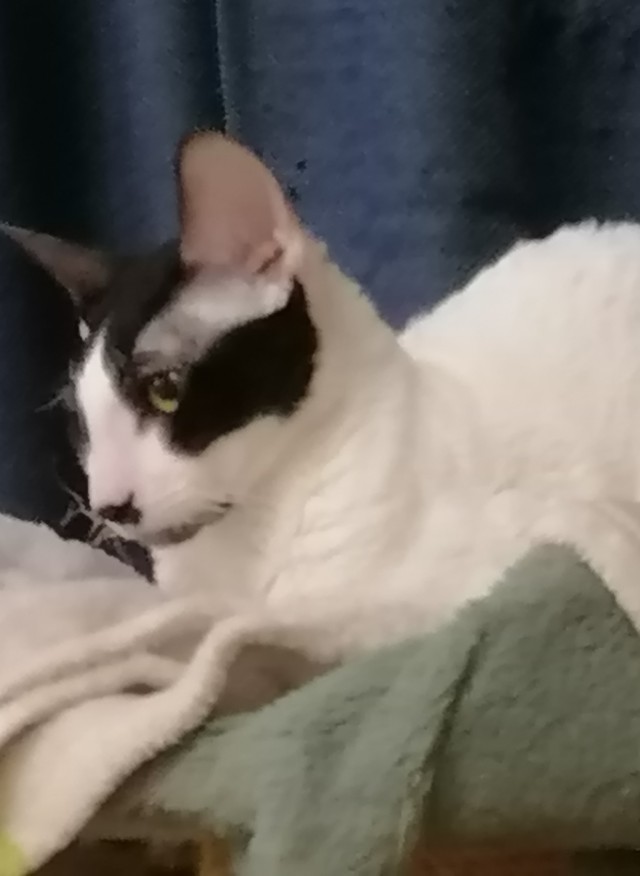 Подборка котов, нашедших свой дом
