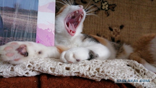 Котовторник в картинках
