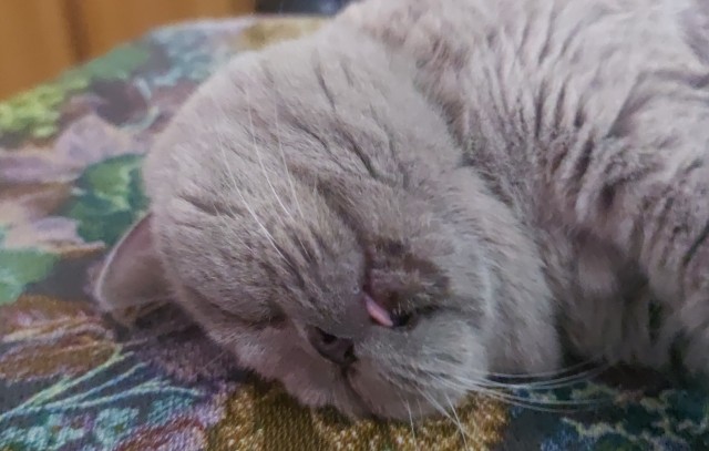 Как зовут вашего кота?