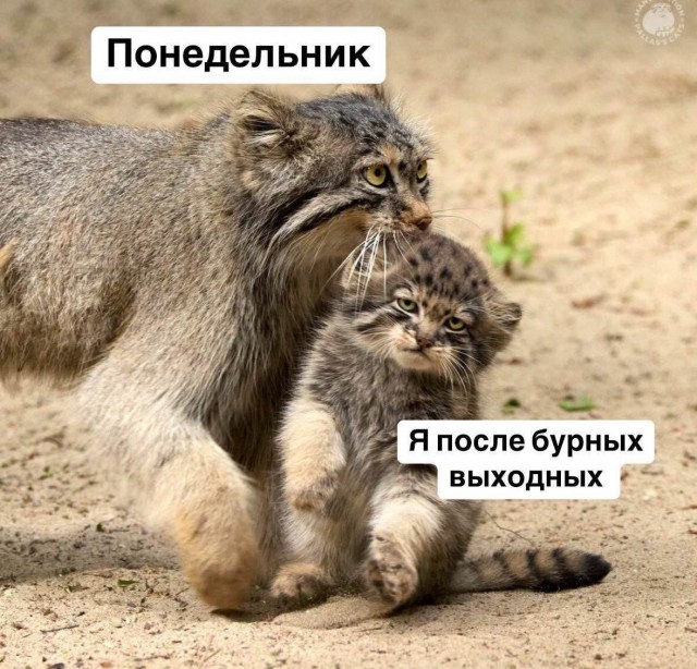 Веселые картинки в понедельник (30.09)