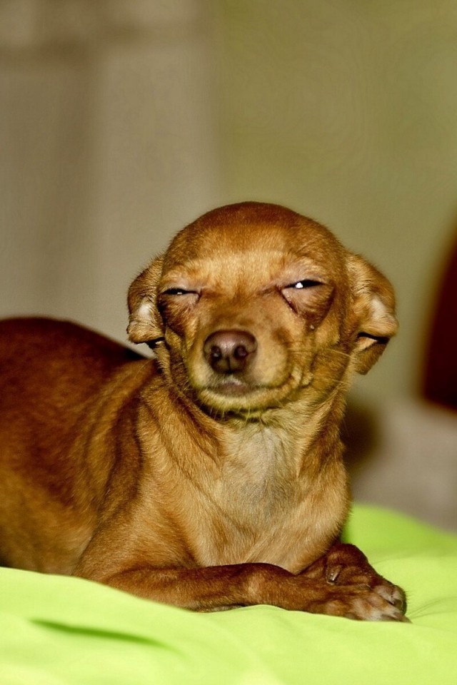 Очумелые Пёрышки. Начало