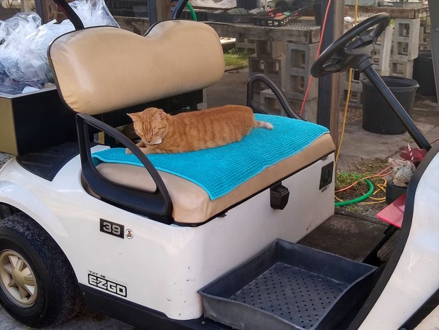 Котэ, совэ и все-все-все