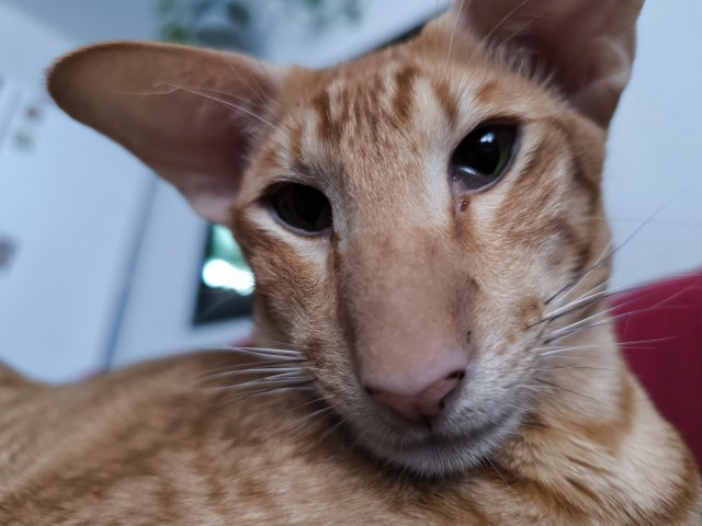 Мой кот