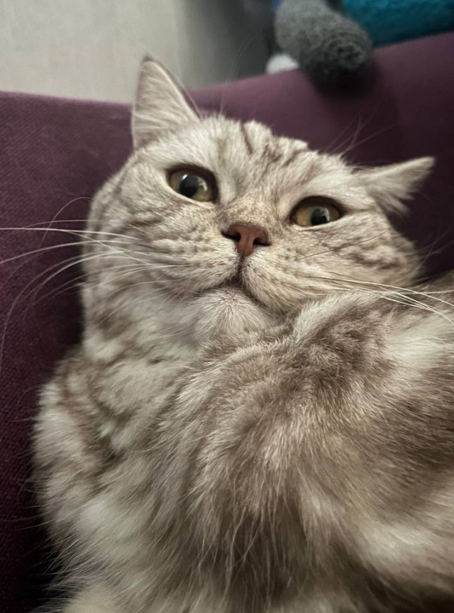 Спящий кот
