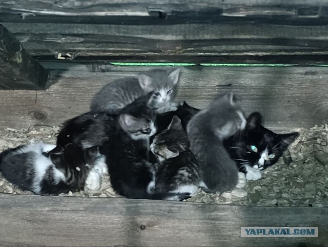 С котовторником!