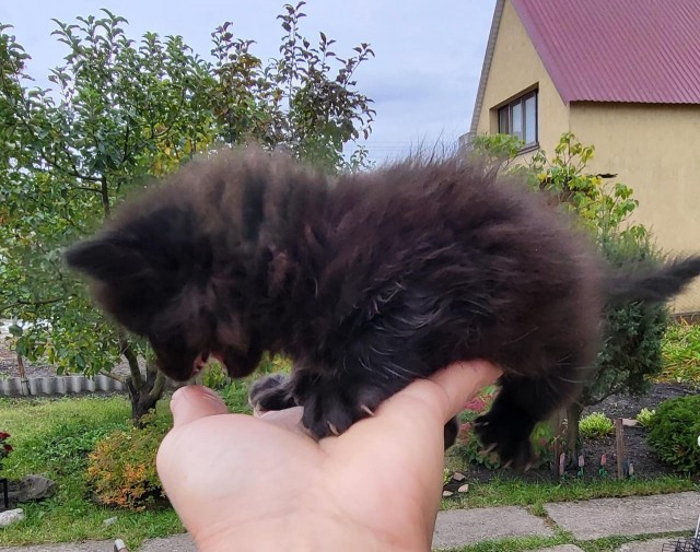 Вот и я попал в рабство.