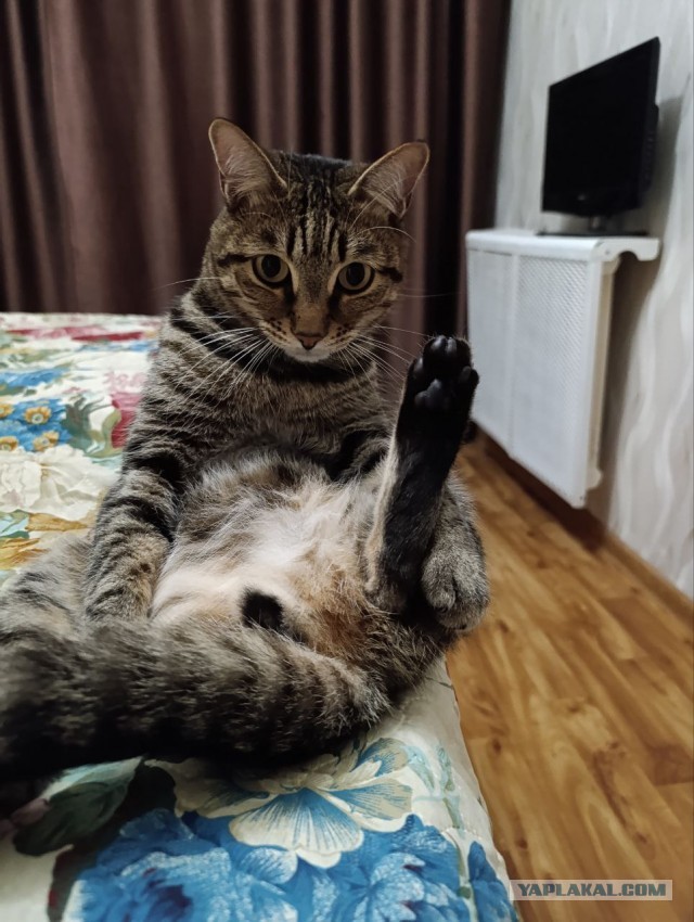 У нас котовторник случился!