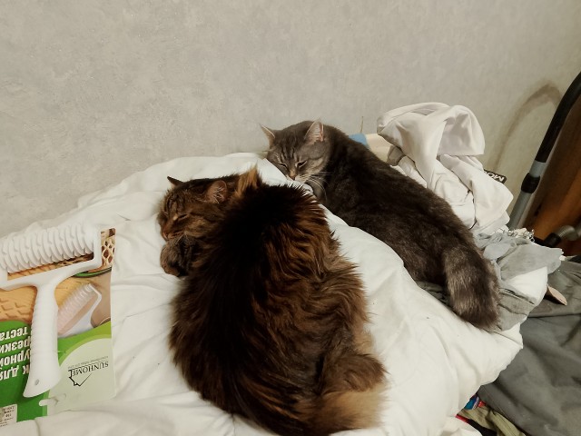 Кошки - ангелы