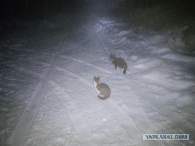 Жизнь домашнего приюта для котеек 572