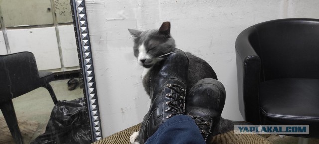 Котопост с загадкой
