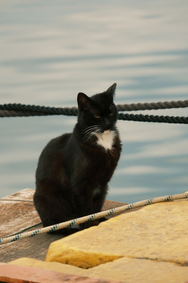 Котовторник из Палермо