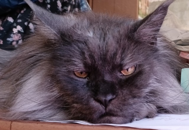 Наши коты