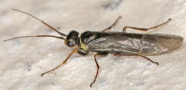 Осы: 5 пугающих видов. От маньяка-мясника до паразита в инжире