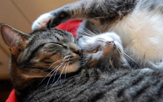 Рандомных фото котов тред — 2