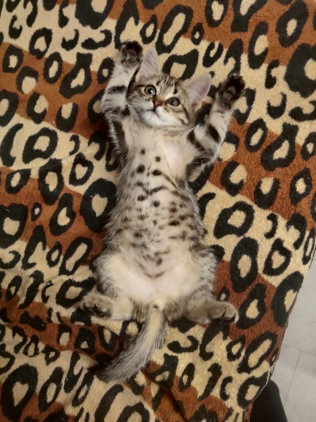 Котфуций