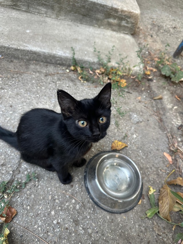 Котовторник