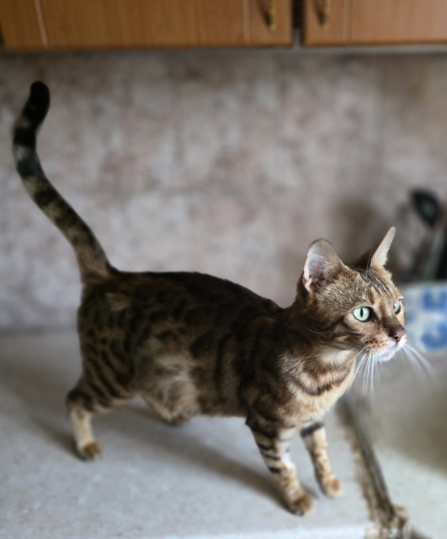 Котовторник же