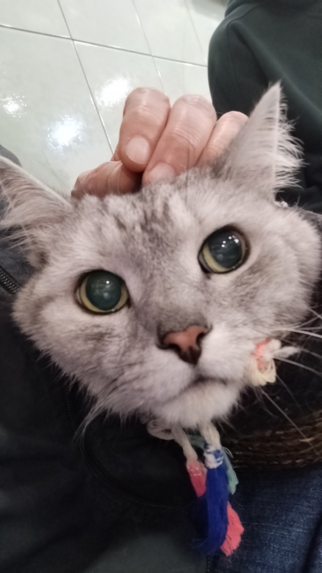 Очередной котовторник
