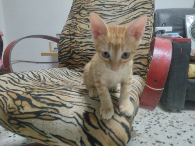 Ещё котики, пока властвует вторник))