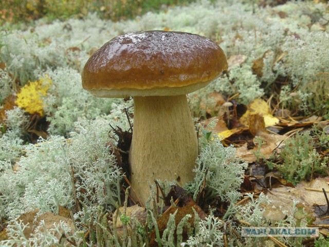 Грибной рай