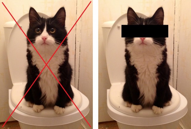 Как я кота к унитазу приучал