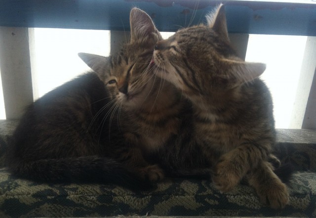 Котовторник   15.04.2014