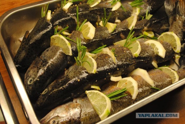 International одной книги., В память о Дженибеке.