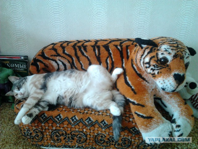 Котовторнику посвящается
