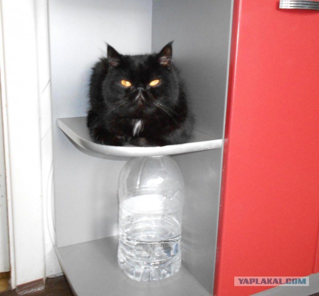 Котовторник 27.5.2014