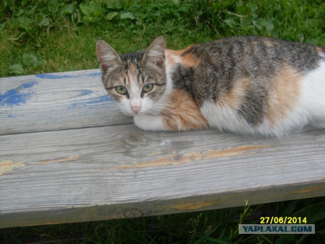 Деревенская Америка