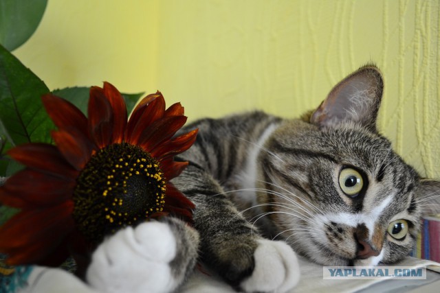Котовторник 12.08.2014