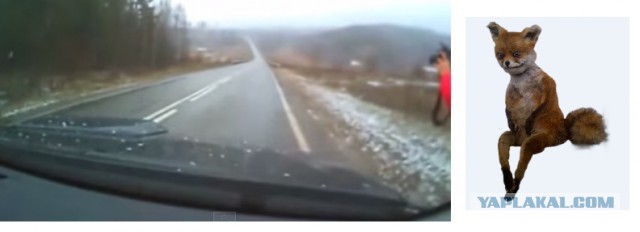 Добро. Животные на дороге