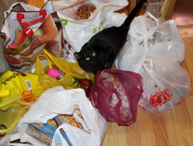 Котовторник 30.09.2014