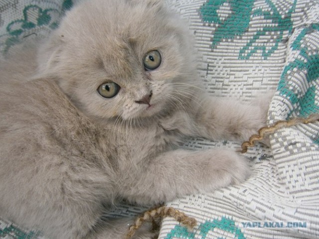 Рисованный котовторник