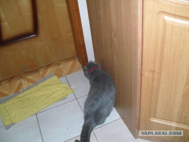 Котовторник 30.12.2014