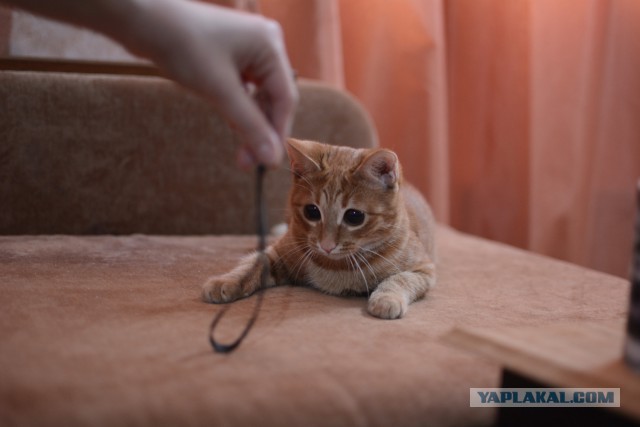 Котовторник 27.01.2015