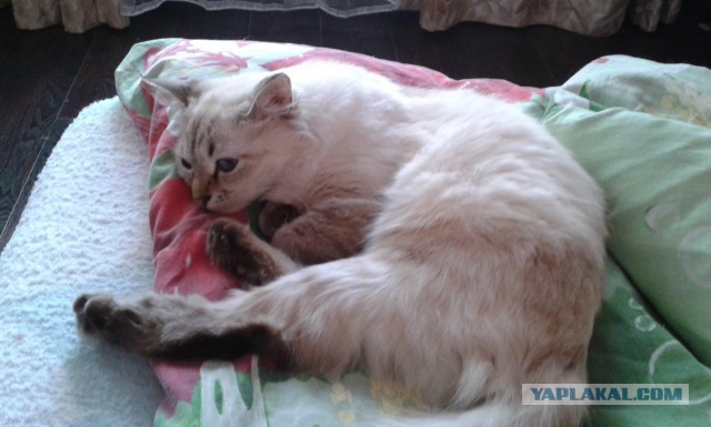 Котовторник