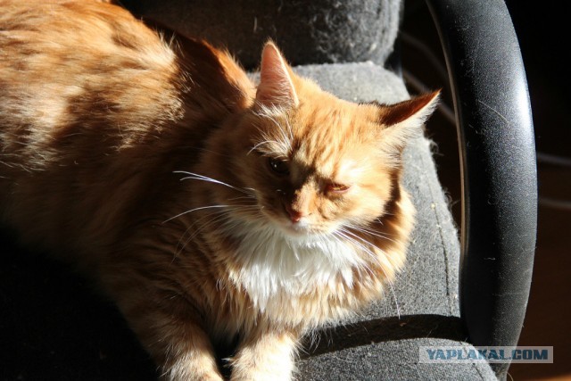 Котовторник 12.03.13
