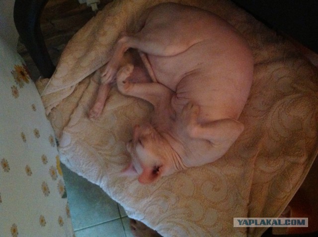 Котовторник