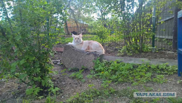 Котовторник
