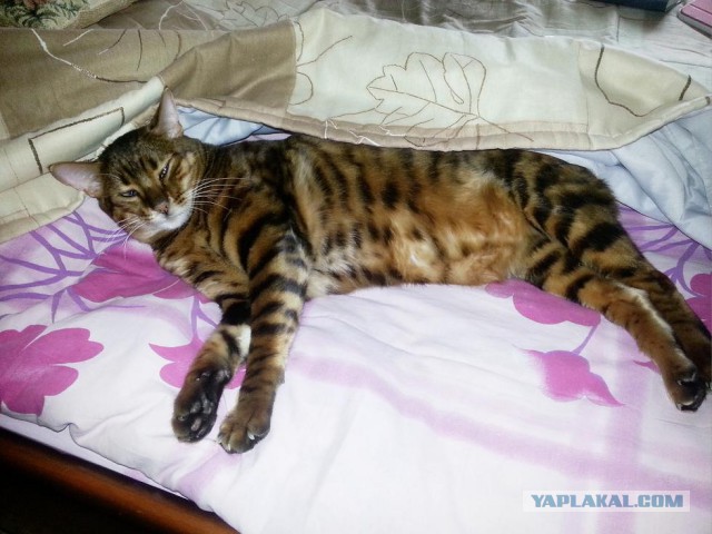 Котовторник