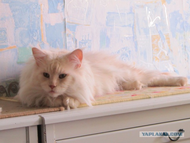 Котовторник 14.07.2015
