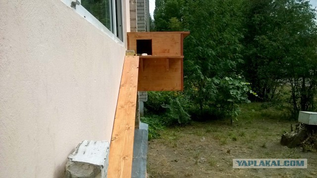 Запиливание балкона, терем для котов и "ежи".