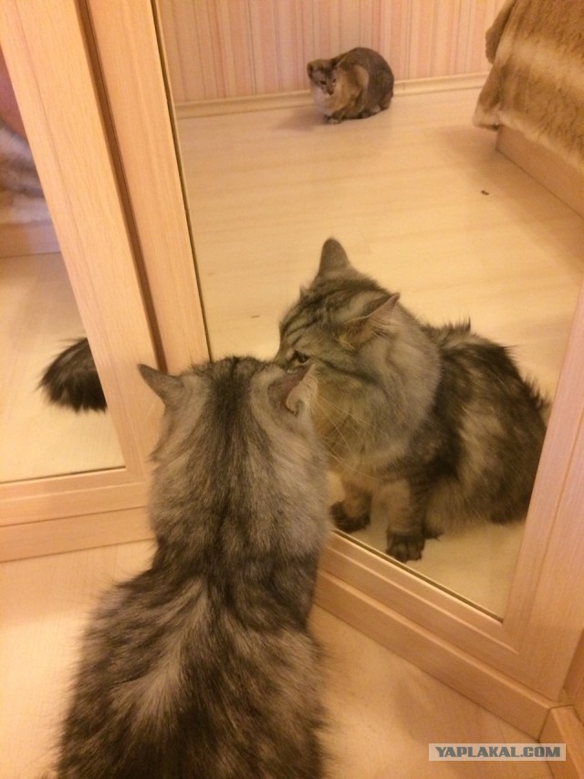 Котовторник 17.11.2015