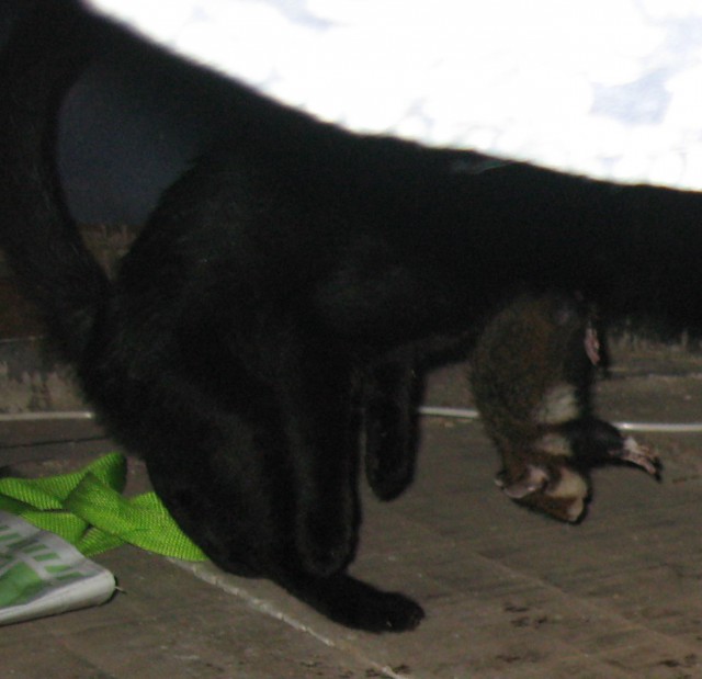 Котовторник 19.01.2016